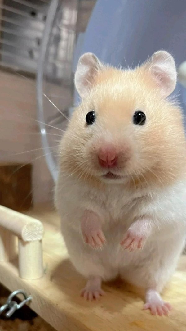 смешной хомячок