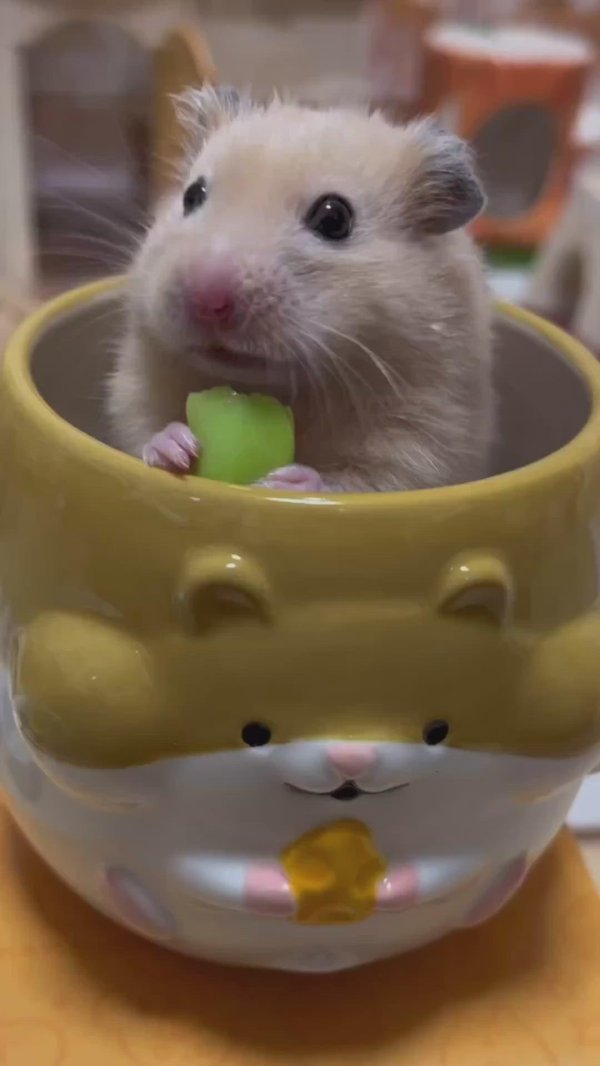 хомяки смешные