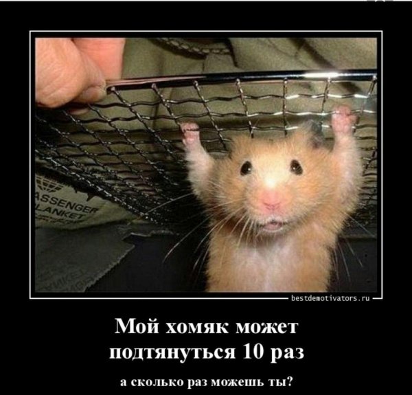 побег хомяка