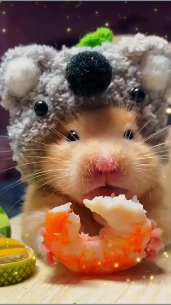 забавные зверюшки