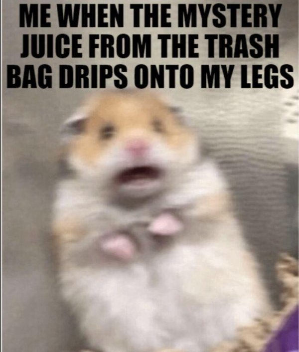 мемы с хомяками