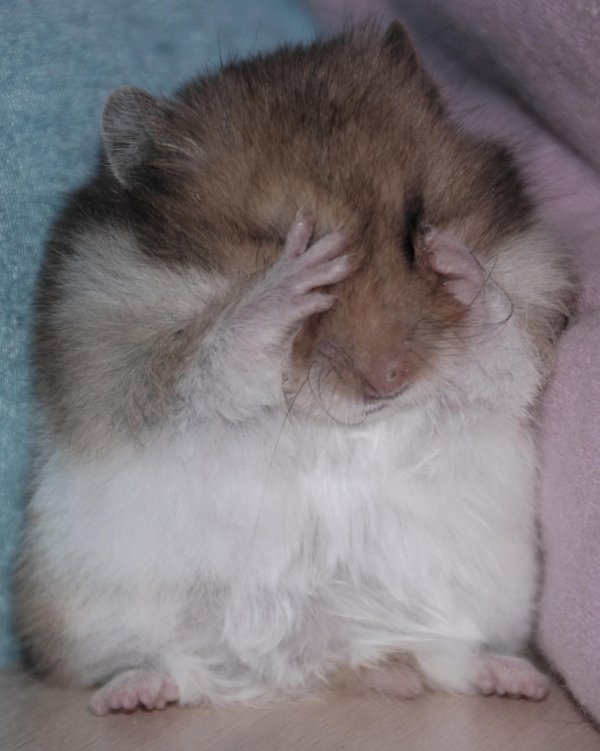 обиженный хомяк