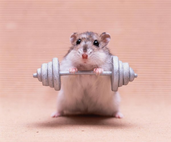 накаченная мышь