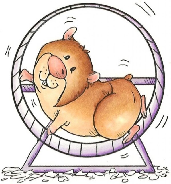 хомячок в колесе