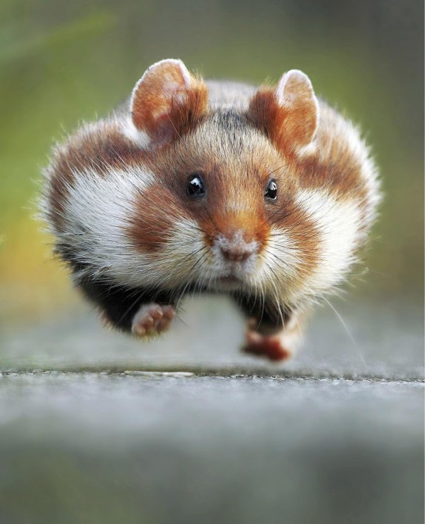 забавные животные