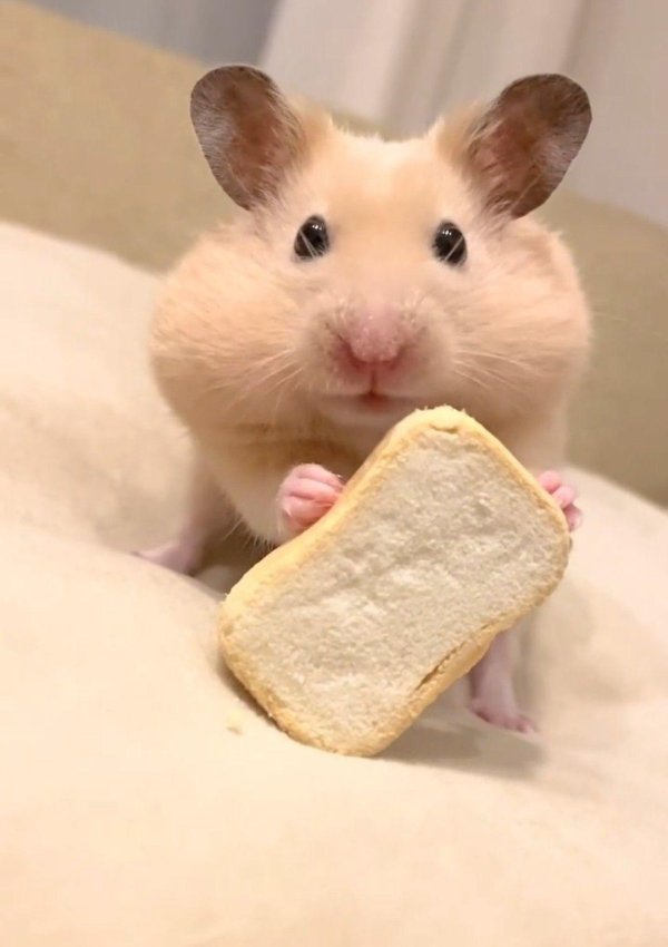 хомяки смешные