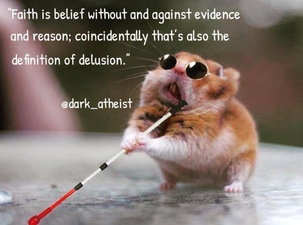 хомяки приколы