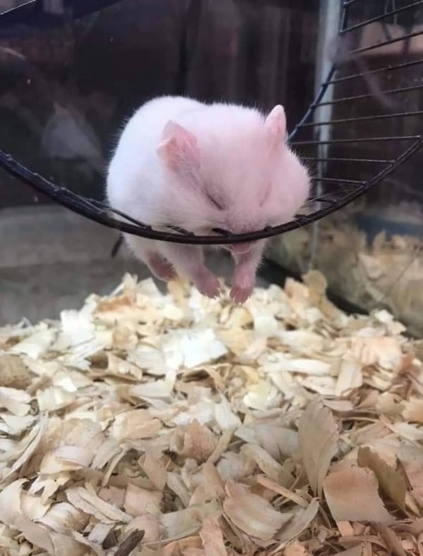 крысёнок дамбо белый