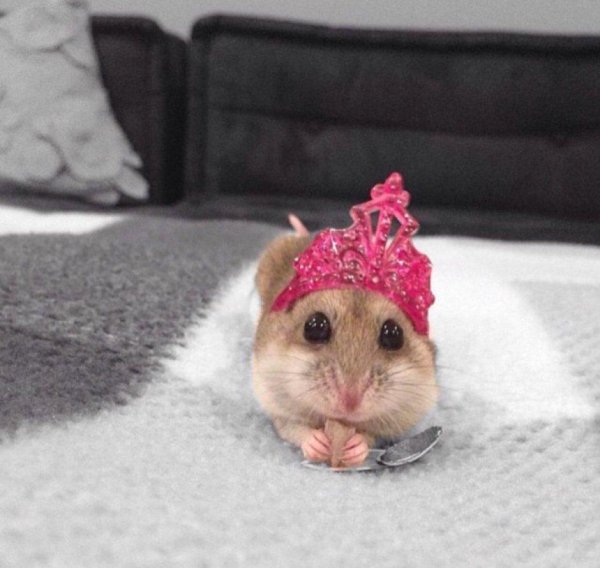 джунгарский хомячок