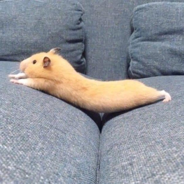 хомячок лежит