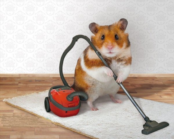 хомяк переезжает