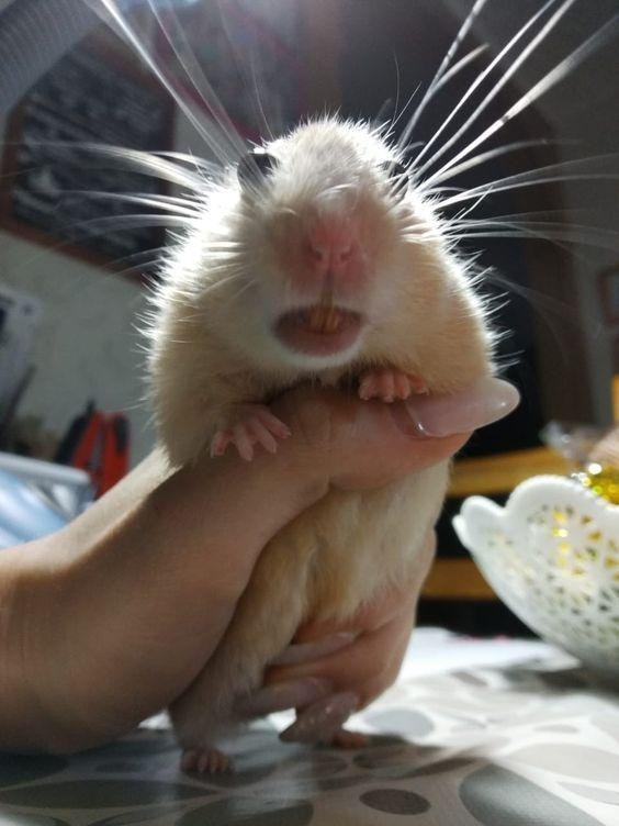 крысы домашние