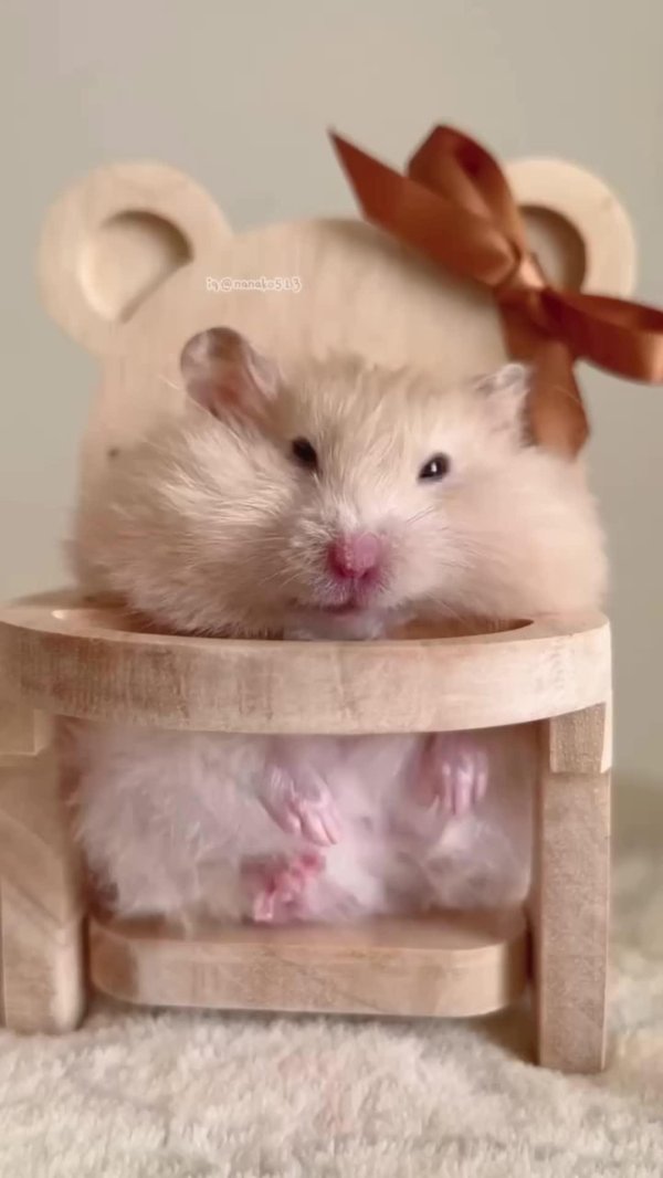 хомяки смешные