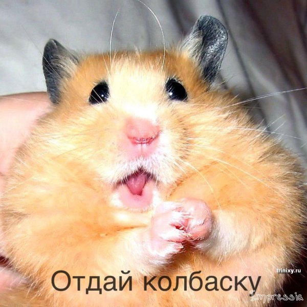 веселый хомяк