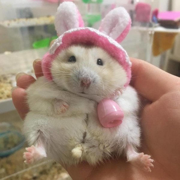 хомячки милые