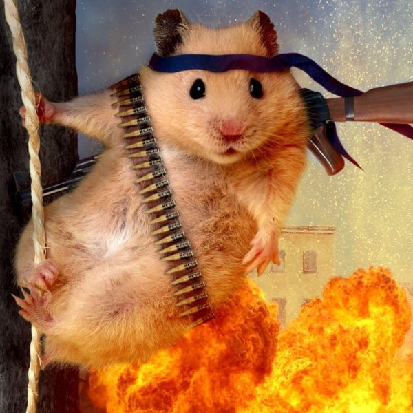 боевой хомячок