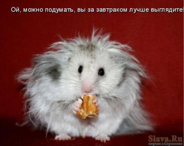 ангорский сирийский хомячок