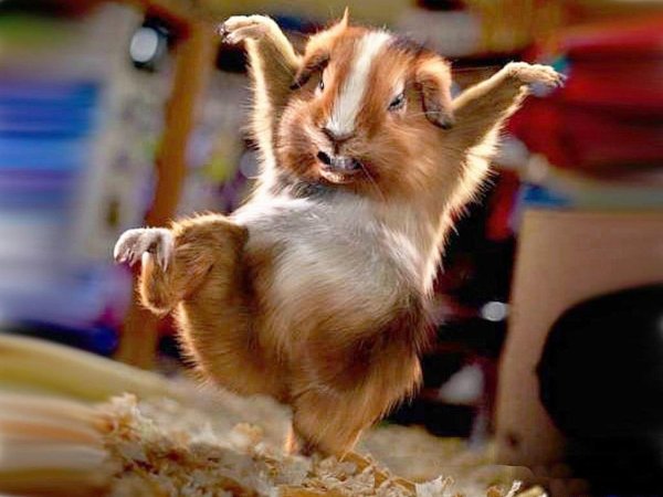 морская свинка