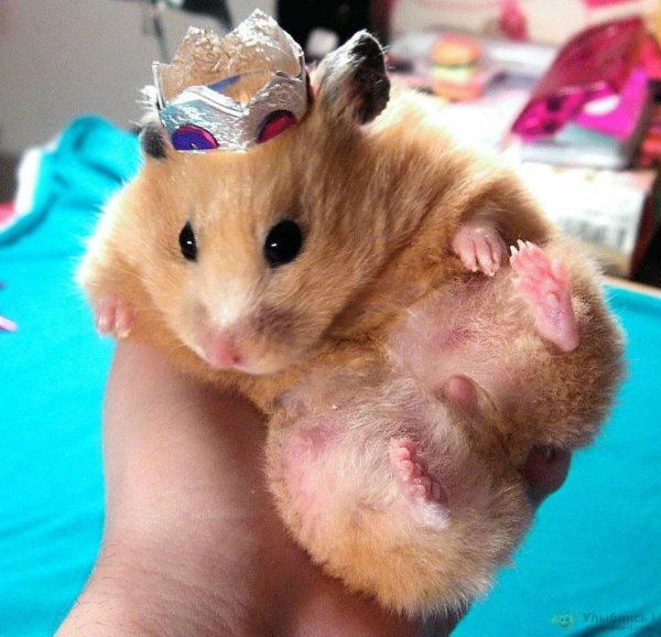 сирийские хомяк