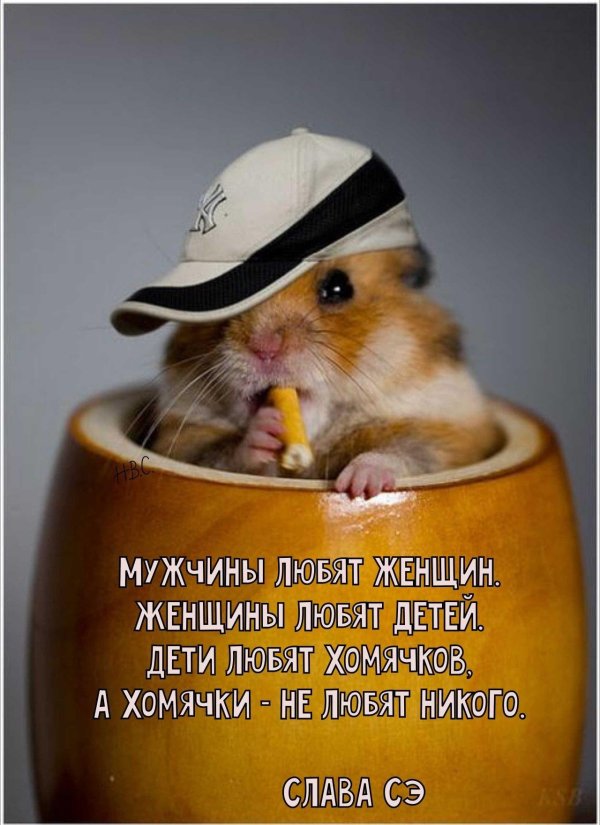 смешной хомячок
