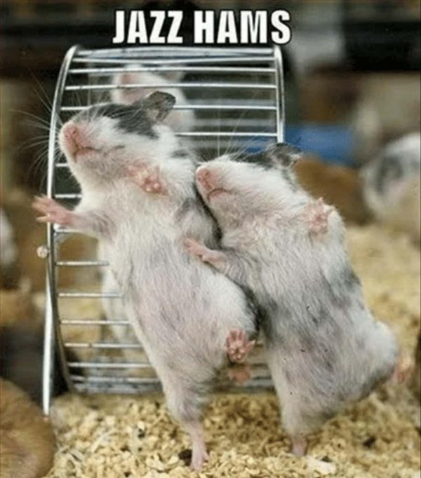 хомяки приколы