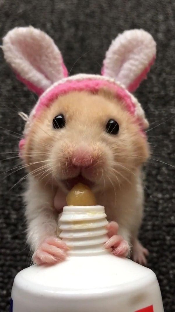 смешные хомячки с озвучкой