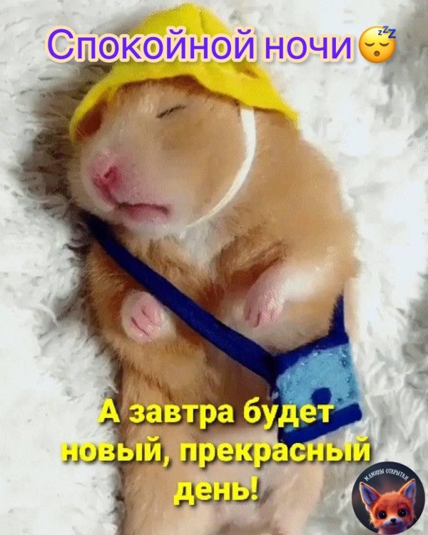 спокойной ночи хомячок