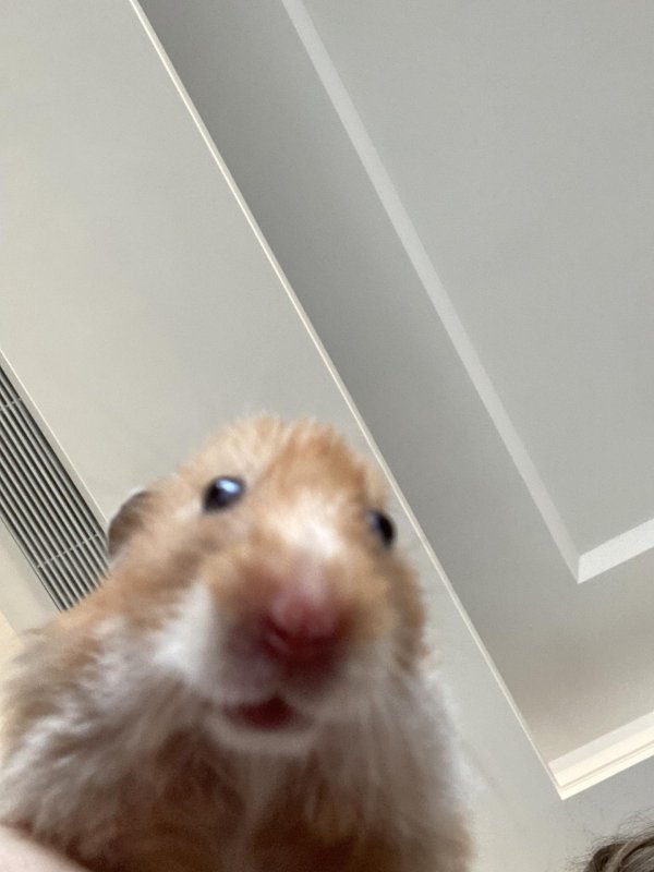 хомяки смешные