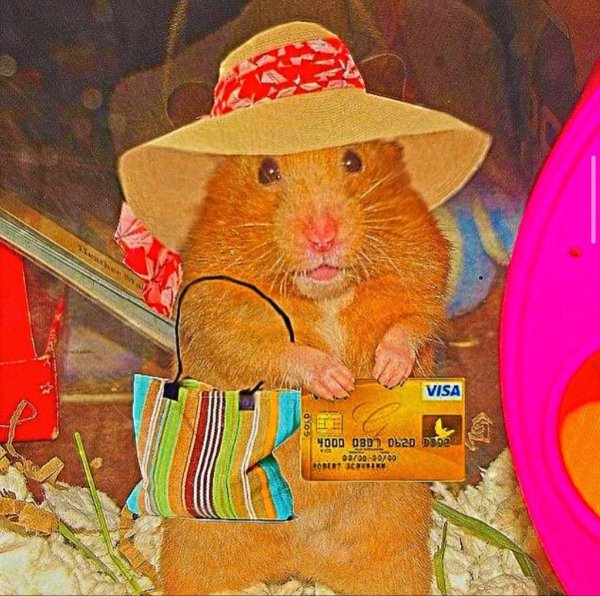 смешной хомячок