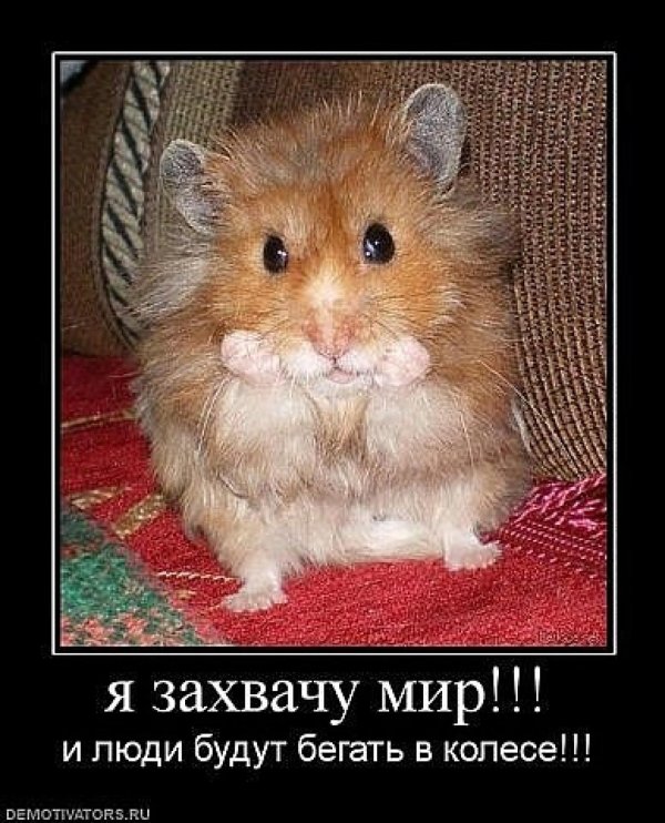 хомяк ангорский