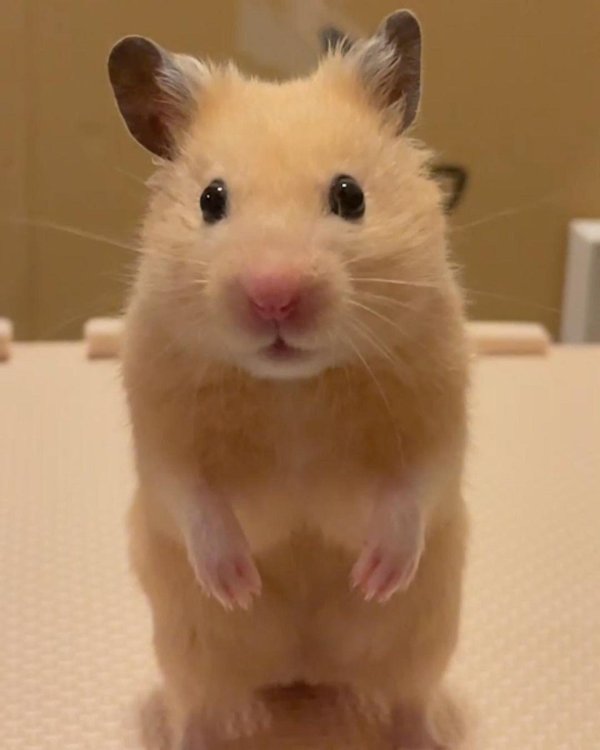 хомяки смешные