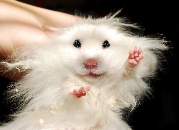 хомяки пушистые