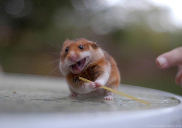 бешеный хомячок