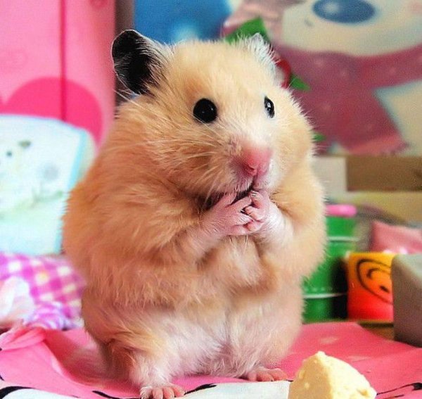 хомяк грустный