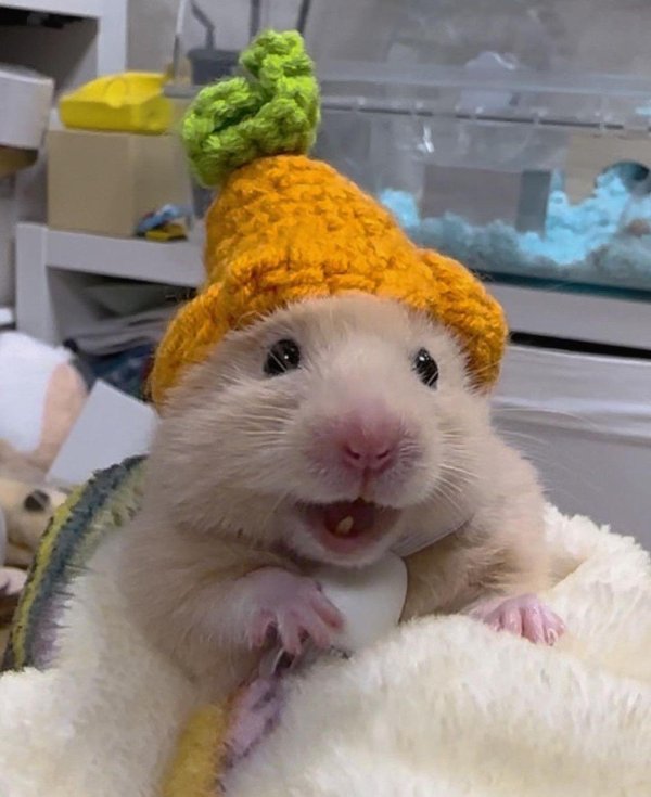 милые хомячки