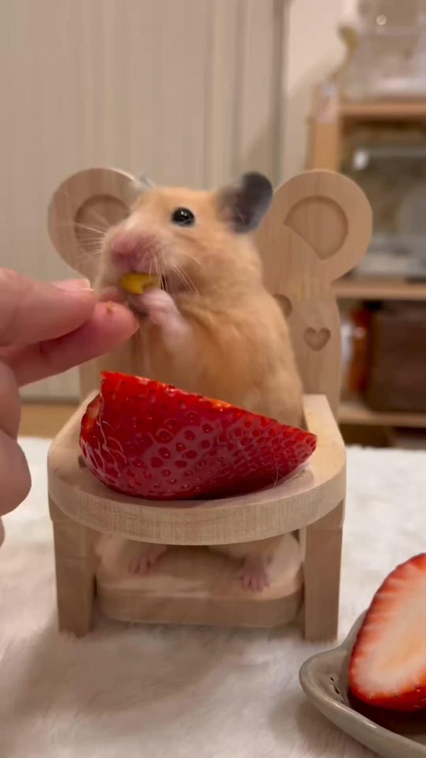 милые хомячки