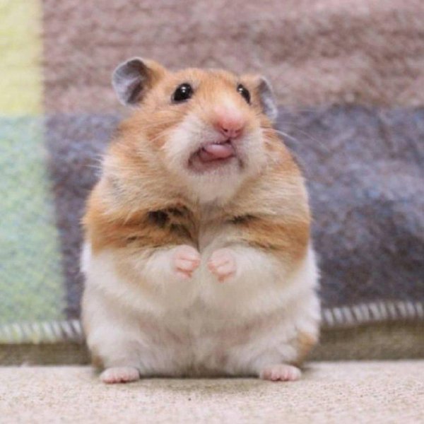 хомячок сирийский mesocricetus auratus
