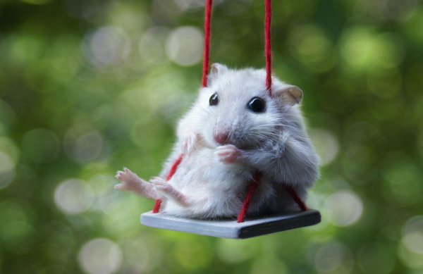 качели для хомяка