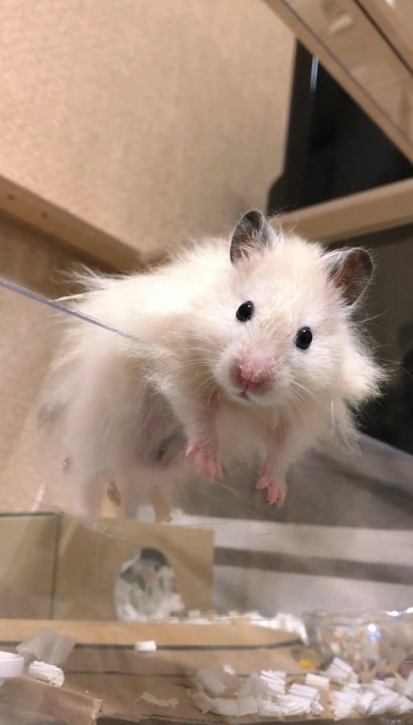 хомяки сирийские