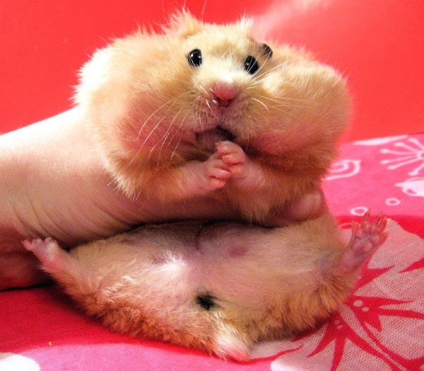 смешной хомячок