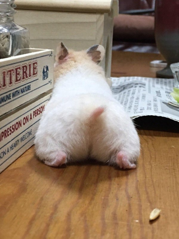 попа хомяка