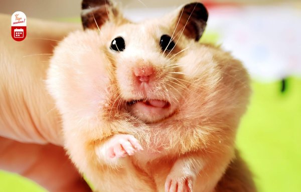 смешной хомячок