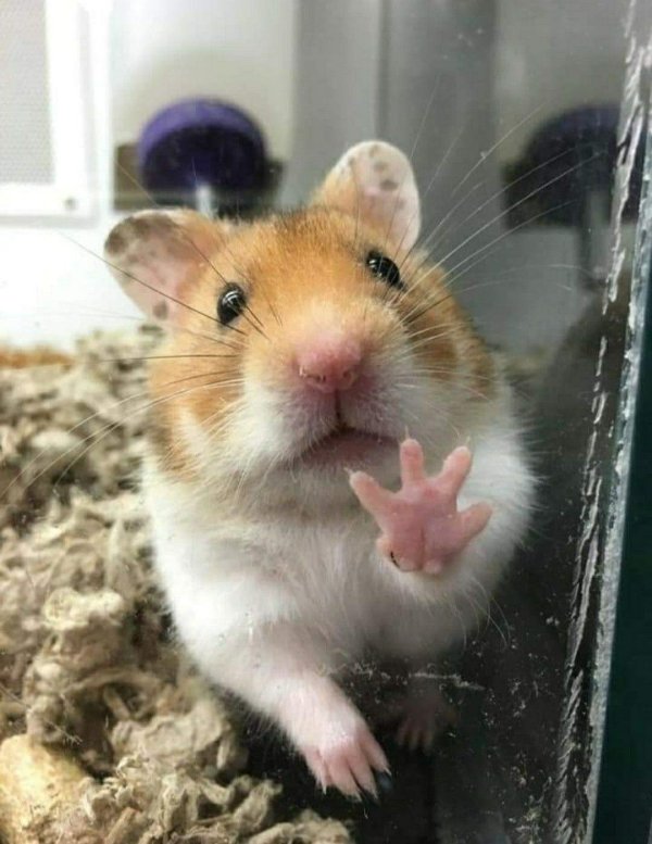 смешные хомячки