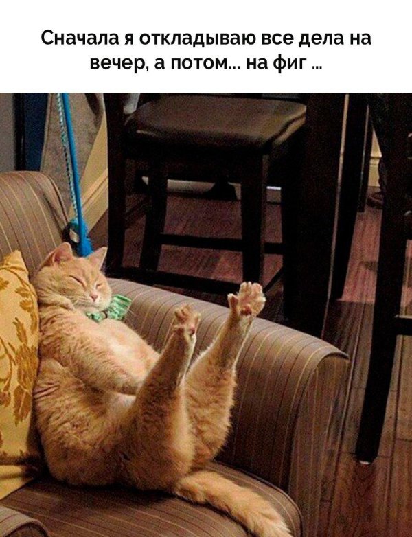 кот ленивый