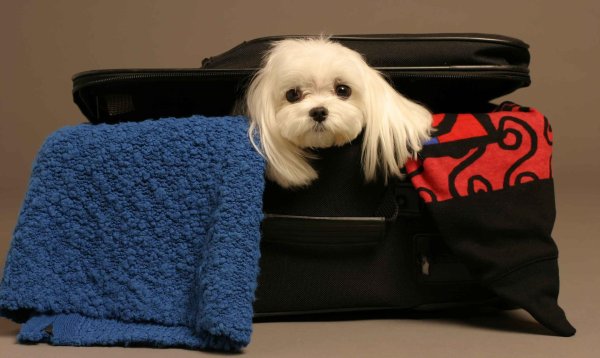 мальтийская болонка