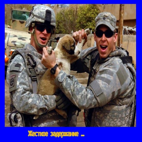 военный с собакой