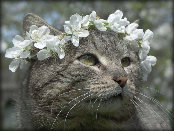 весенние котики