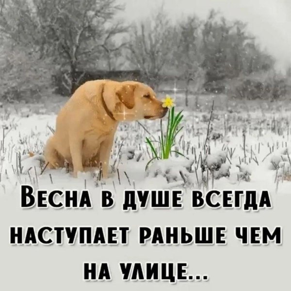 ретривер лабрадор