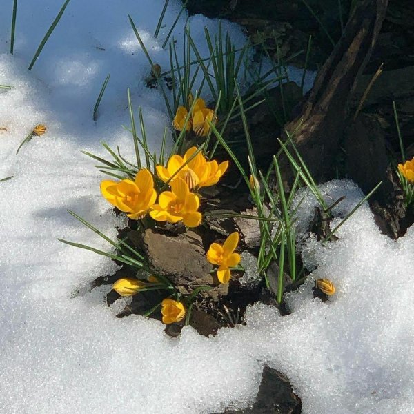 желтые первоцветы крокусы
