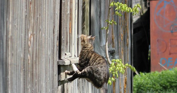 любопытная кошка